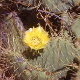Opuntia tapona JL (BC) (rooted plant)